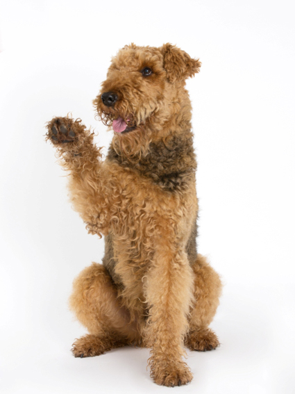 Airdale Terrier Nasko