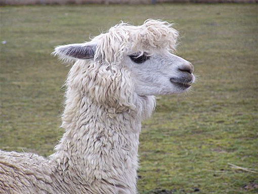Alpaka Alisha