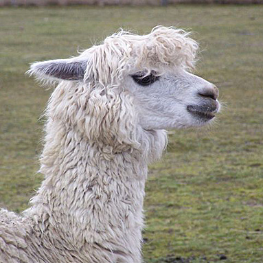 Alpaca Alisha