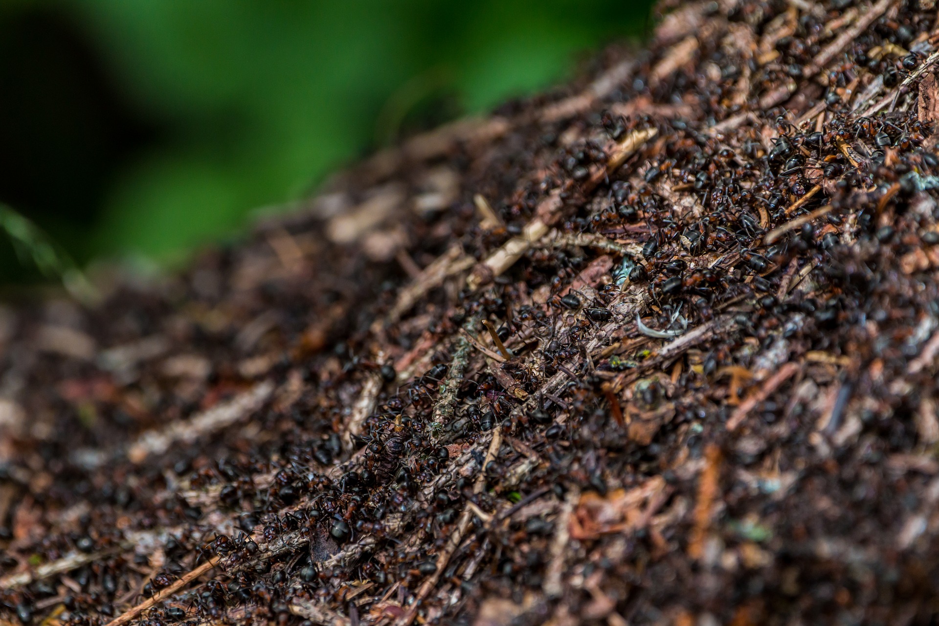 Ants ameisen