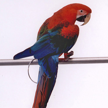 Macaw Paco