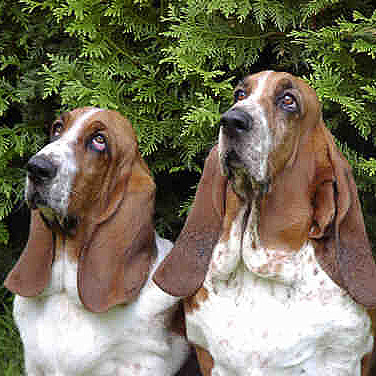 Bassets Isa and Momo