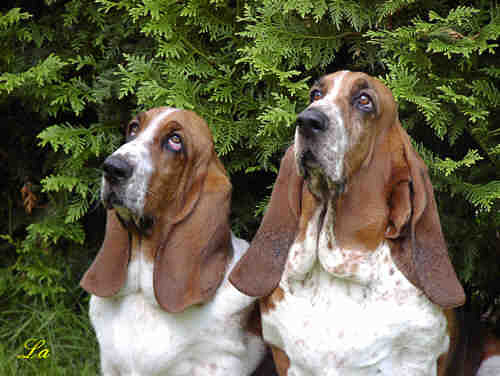 Bassets Isa and Momo