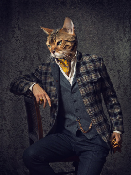 Bengalkater-Charlie-fischnaller