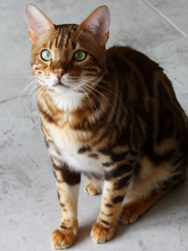 Leopard cat Ily