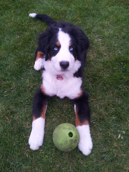 Bernese mountain dog Laika