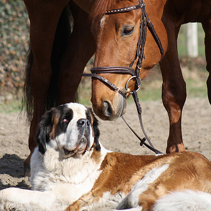 Saint Bernard Clara