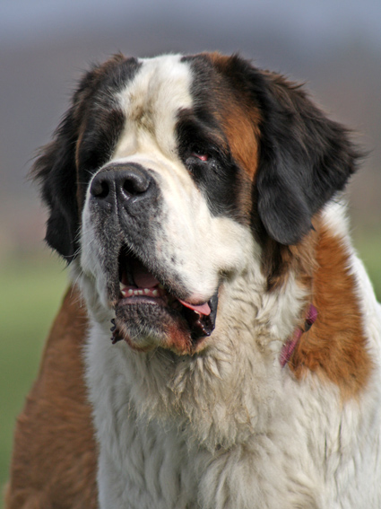 Saint Bernard Clara