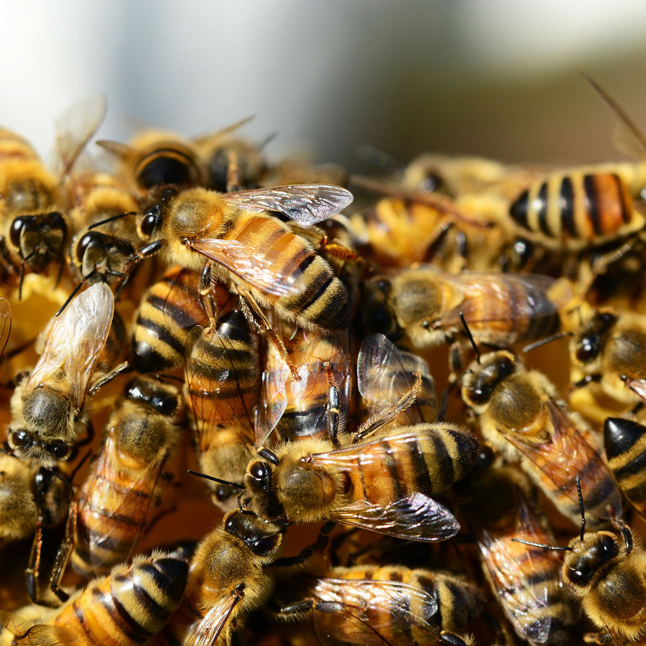 bienen