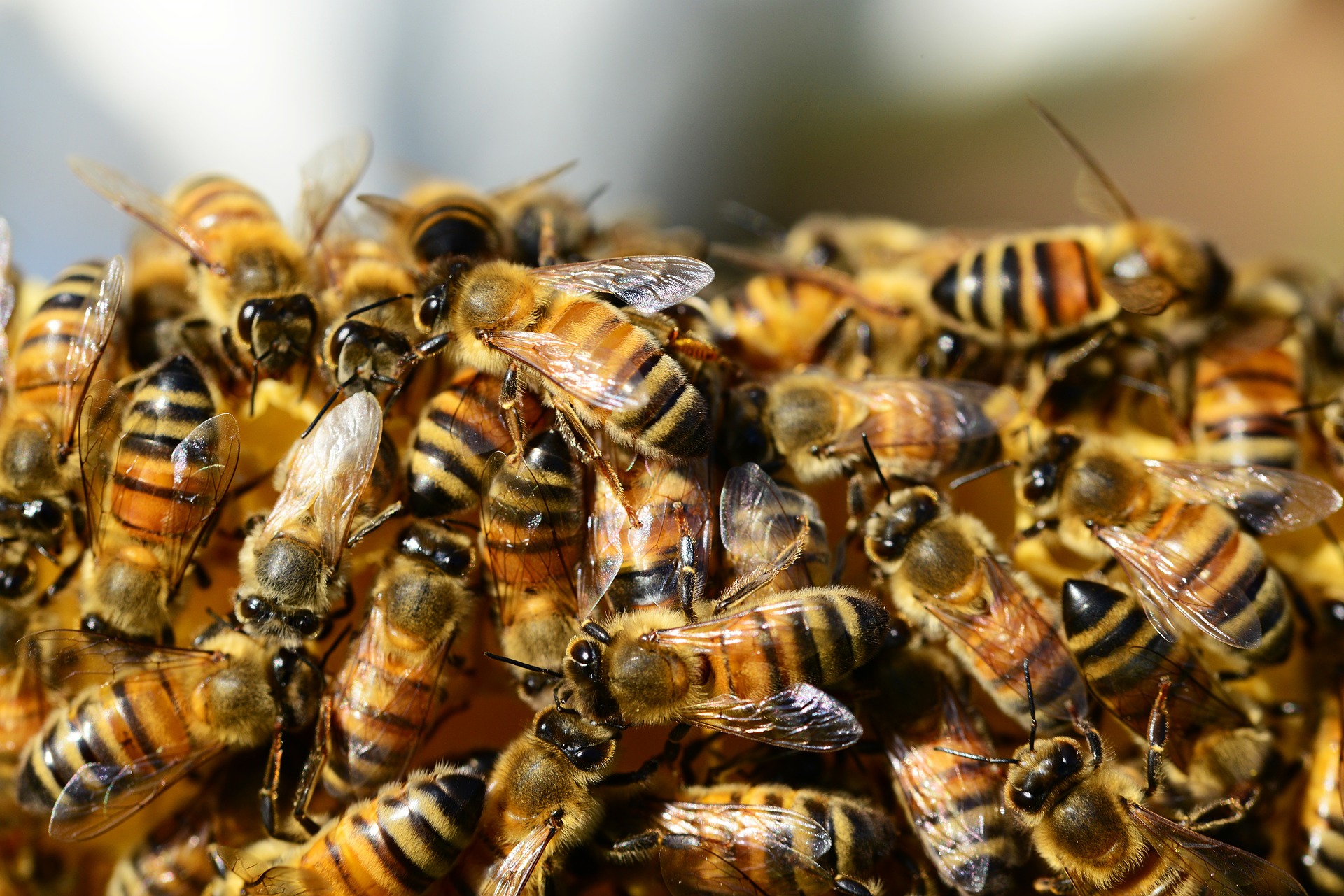 bienen
