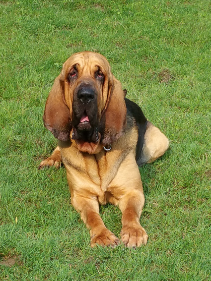 Bloodhound Bourbon