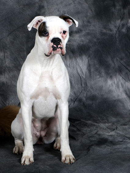 Boxer-Buffy01Har50cm