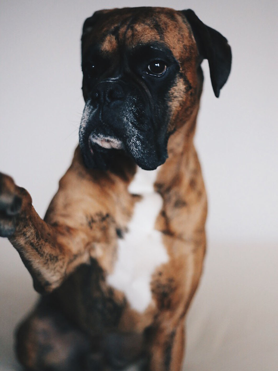 Boxer Leonardo
