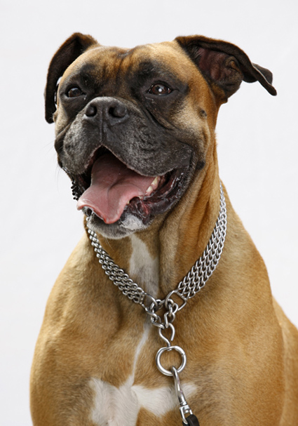 Boxer Spike | ekkifant | AGENTUR FÜR TIERE