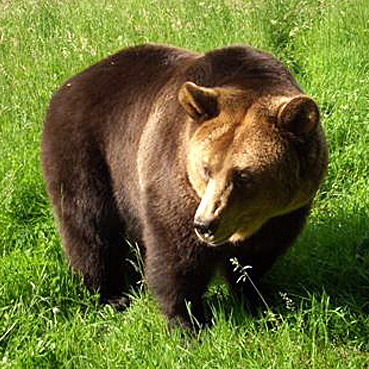 Brown bear Nora