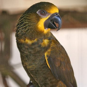 Lory Tim