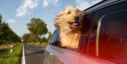 Briard-Lucy-Sparkasse_02