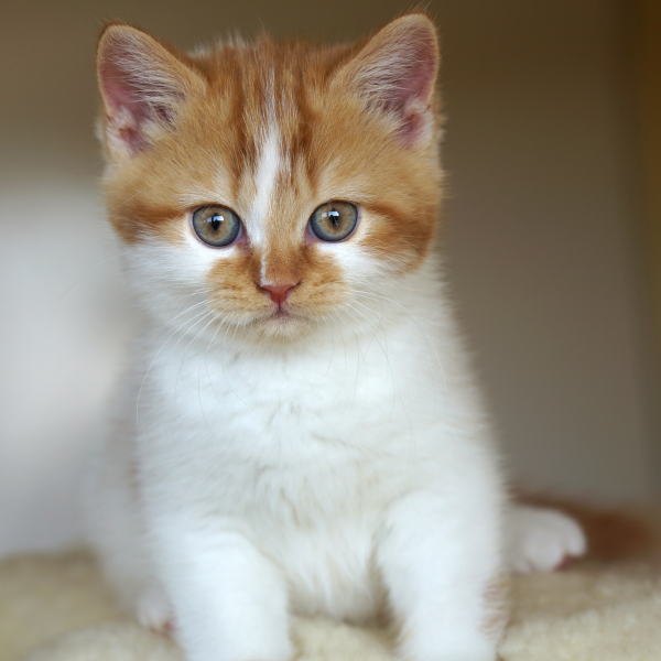 British Shorthair Deli