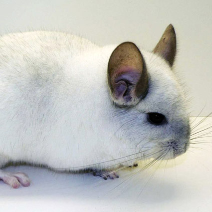 Chinchilla Lucy