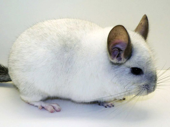Chinchilla Lucy