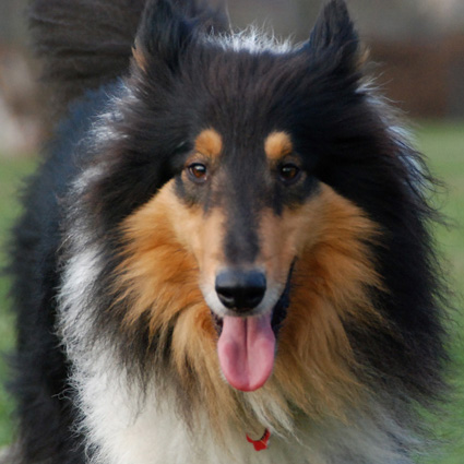 Collie Momo