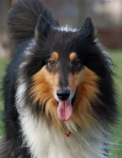 Collie Momo