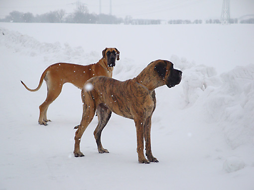 Great Danes Waylo and Zita