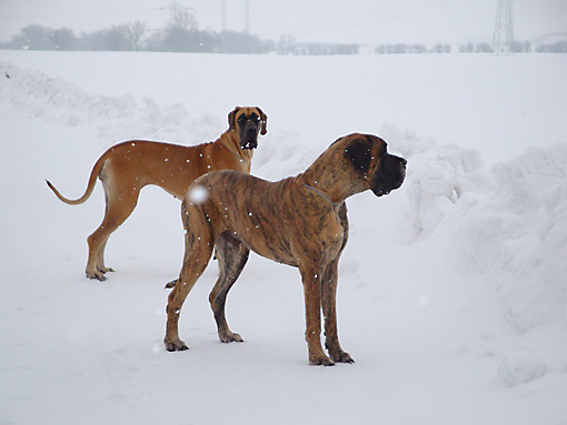 Deutsche Doggen Waylo und Zita