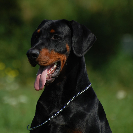 Dobermann Pinscher Eky