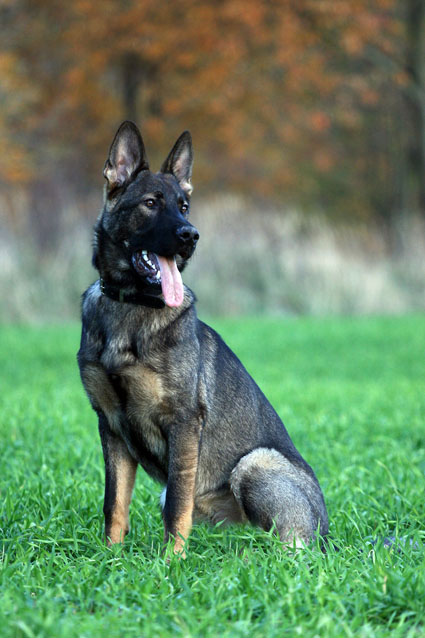 German Shepard Fáelán