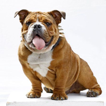 Cute English Bulldog Doodle