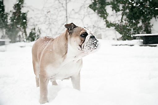 Englische Bulldogge Tiffy