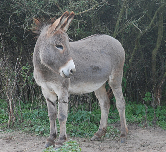 Donkey Fridolin