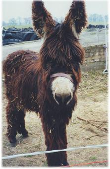 Poitou donkey Sam