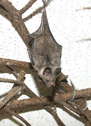 Bat Schnuffel