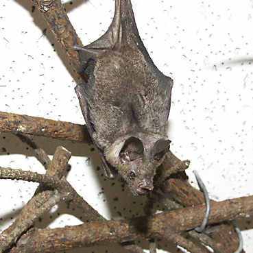Bat Schnuffel