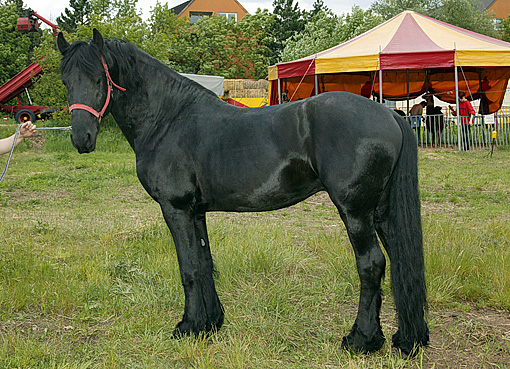 Friesian horse Ritschi