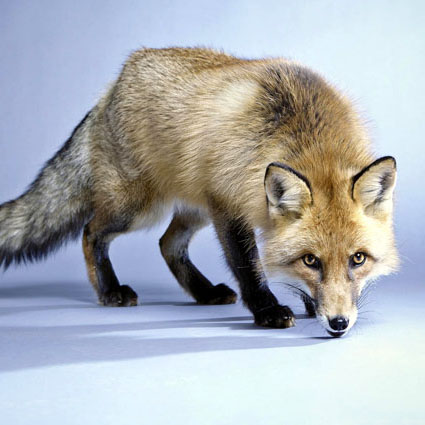 Fuchs Foxi