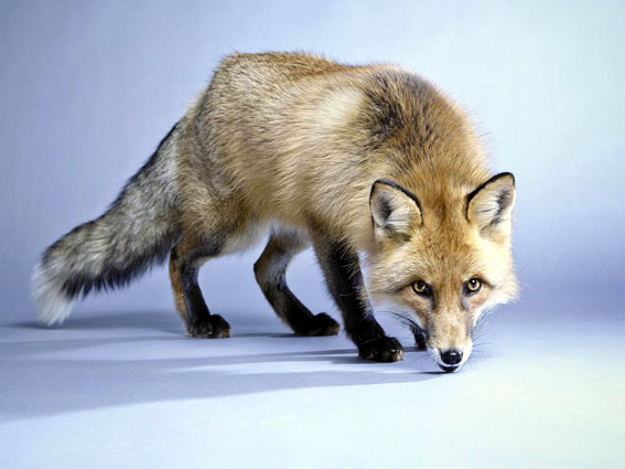 Fuchs Foxi