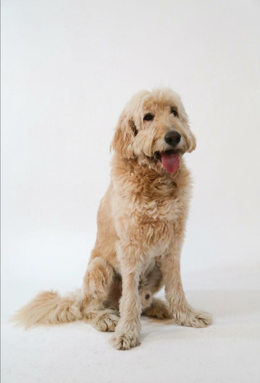 G-Doodle-Yoda10Sai65cmi