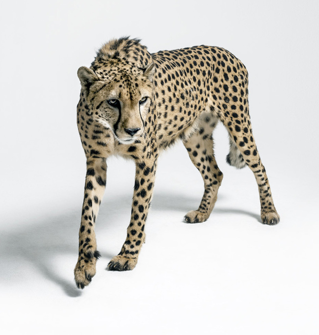 Cheetah Arab