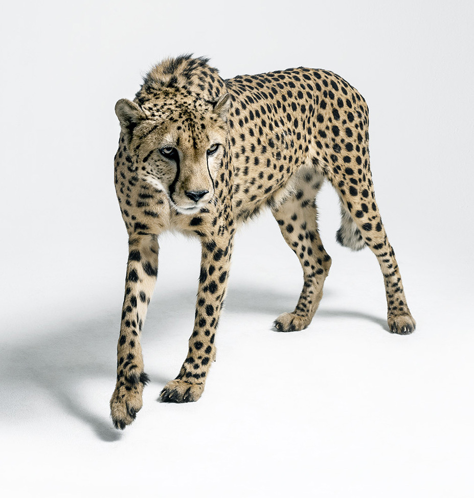 Gepard Arab