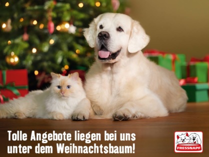 Golden-Retriever-Finley-und-Ragdoll-Mio-Fressnapf_01