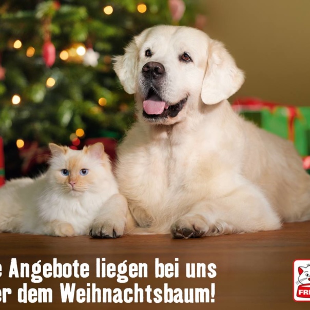 Golden-Retriever-Finley-und-Ragdoll-Mio-Fressnapf_01