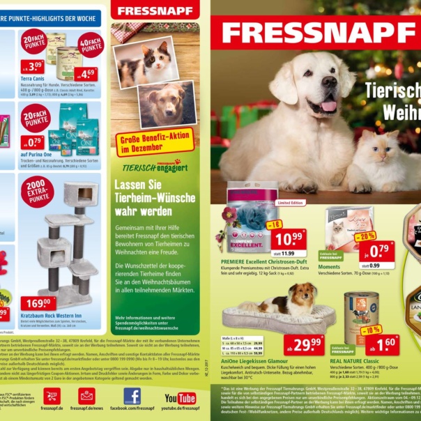 Golden-Retriever-Finley-und-Ragdoll-Mio-Fressnapf_03