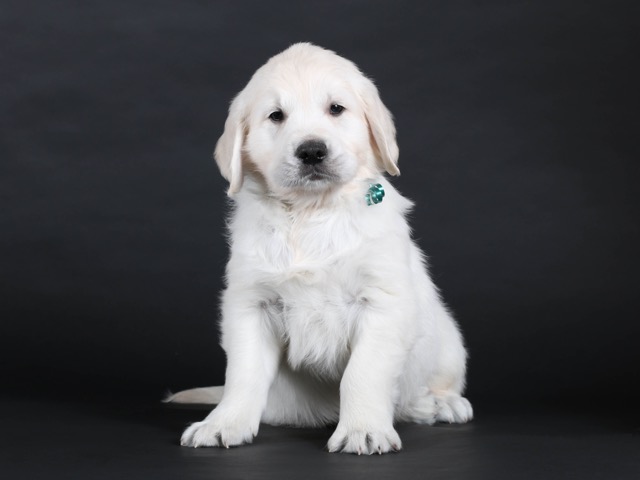 Golden Retriever Nick