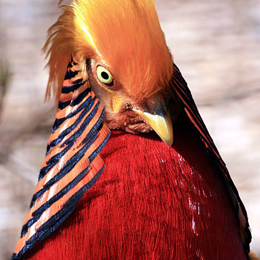 Gold pheasant Eric