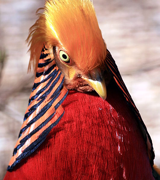 Gold pheasant Eric
