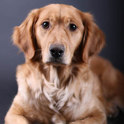 Golden Retriever Cookie