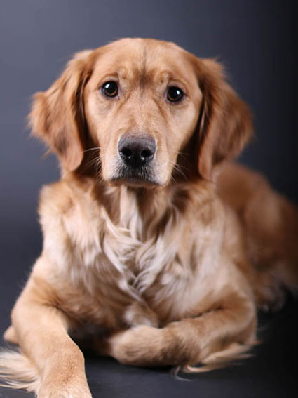 Golden Retriever Cookie